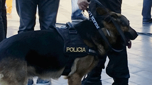 Unidad Canina Policía Local